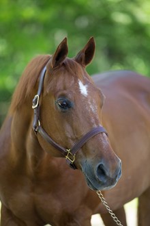 Image of older horse, with grey hair on face