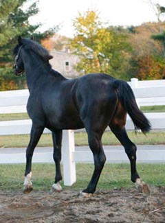 Black-colored horse walking away in a paddock