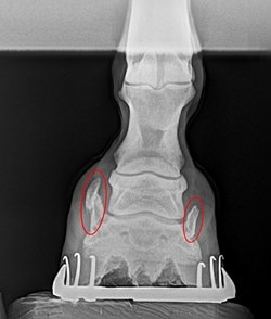 This X-ray shows a horse’s foot, with Sidebones present on both sides of the coffin bone