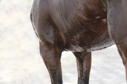 A horse who has been exercised covered in sweat, with veins visible.