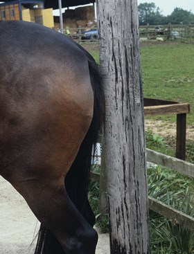 Bay horse rubbing tail on fence post