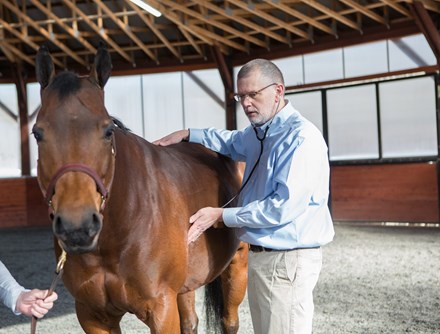 A Veterinarian placing a stethoscope on a horse's side, listening for noises gut sounds.