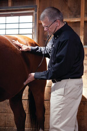 Veterinarian listening to horse's gut with a stethoscope.