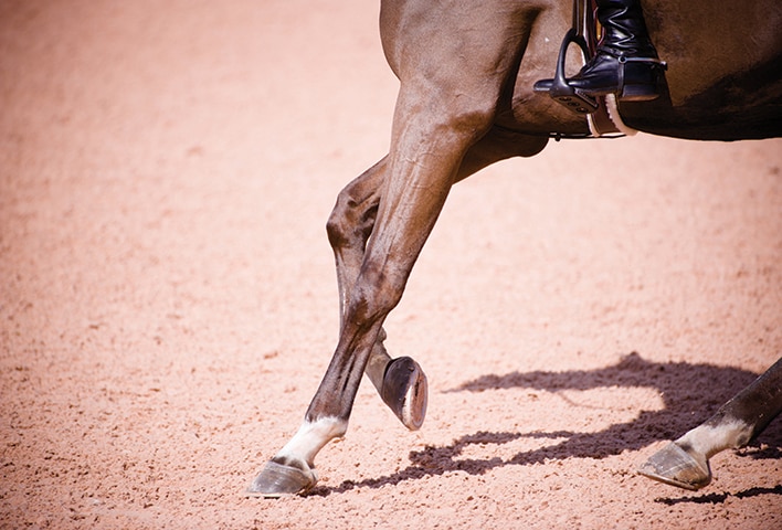 A show horse's front legs extended as it is being cantered.