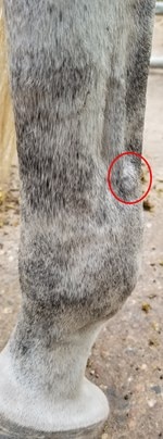 This image is of a windpuff on the horse’s outer leg