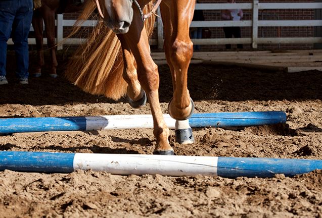 A chestnut colored horse being ridden over blue poles in a sand ring.