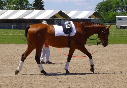 A woman lunging a bay horse in an outdoor ring. 