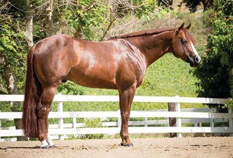Chestnut colored Quarter Horse standing in a ring
