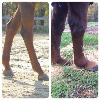 A horse’s hind legs, appearing normally before DSLD, and then in the advanced stages.