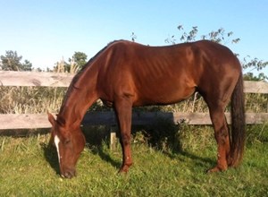 A chestnut horse with DSLD grazing in pasture.