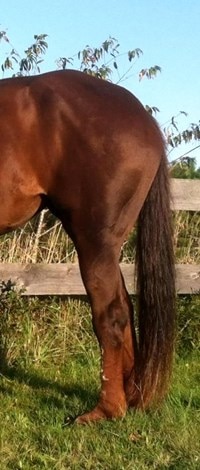 Side view of “dropped” hock and fetlock of a DSLD horse’s hind leg.