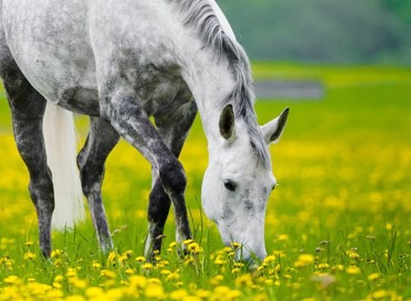 Grey colored horse eating grass.