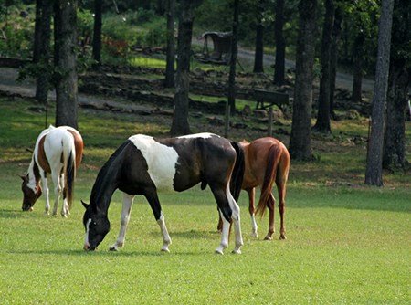 A group of three horses grazing on grass, two of them paint horses, and one a chestnut colored horse.