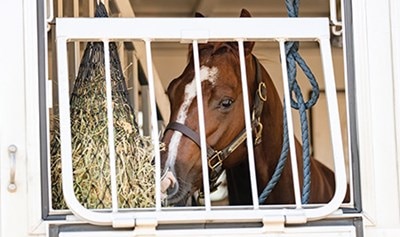 Bay horse sticking its head out of trailer.