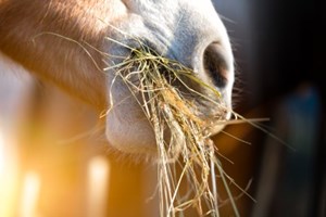 Closeup of horse’s muzzle with mouthful of hay.