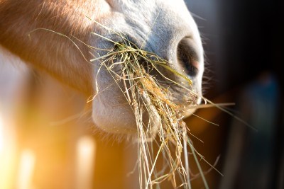 Closeup of horse’s muzzle with mouthful of hay.