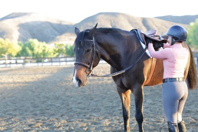 Saddled horse pinning its ears while rider tightens its girth.