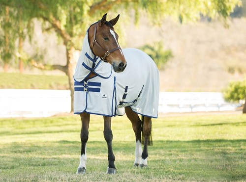 Horse with a fly sheet