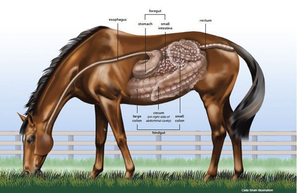 diagram of a horse digestive system
