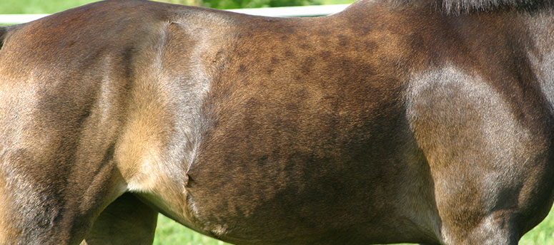 A healthy dappled or spotted horse hair coat