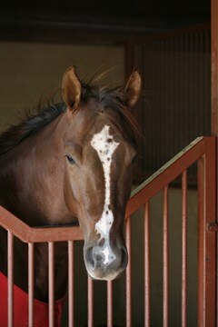 Brown horse hanging head over stall door.