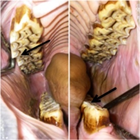 Normal location of sharp enamel points