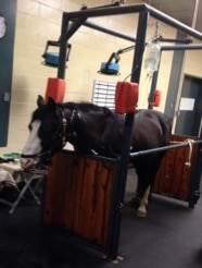 Horse in stocks, sedated for extractions