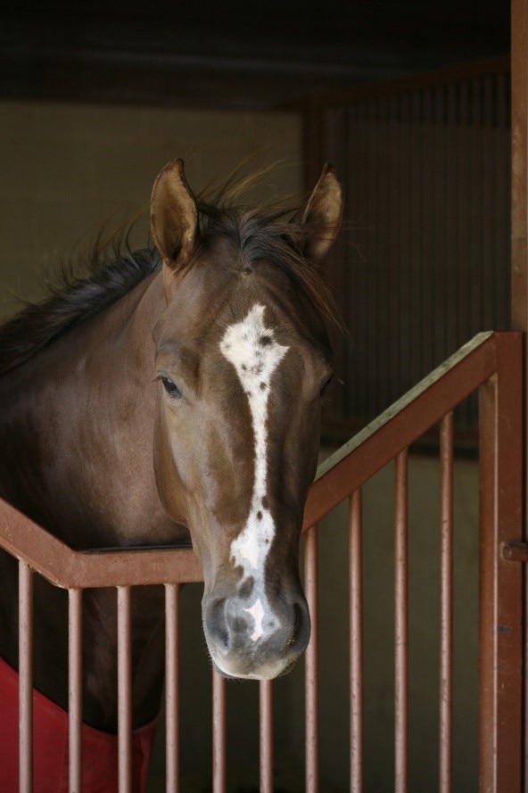 Gastric Horse