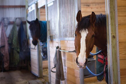 Bay horse standing with head and neck outside of stall door.