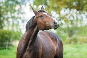 Bay horse with head raised up in the air.