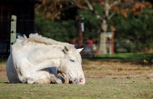 Grey horse laying down sleeping in green pasture.