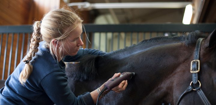 Brown horse neck being clipped by woman.