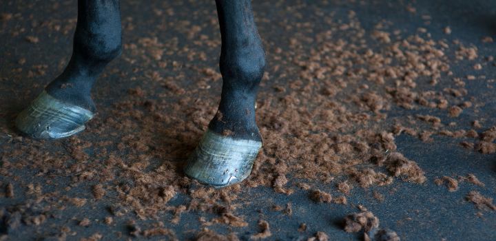 Black horse legs with clipped hair on ground below.