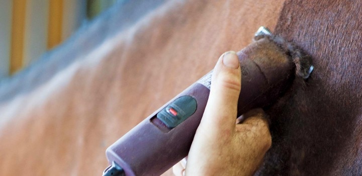 Clipper cutting hair off of a horse’s neck.