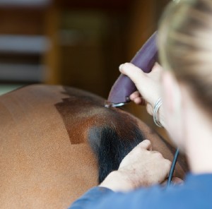Woman clipping hair above a horse’s tail.