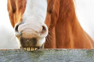 Horse biting onto fencing to crib.