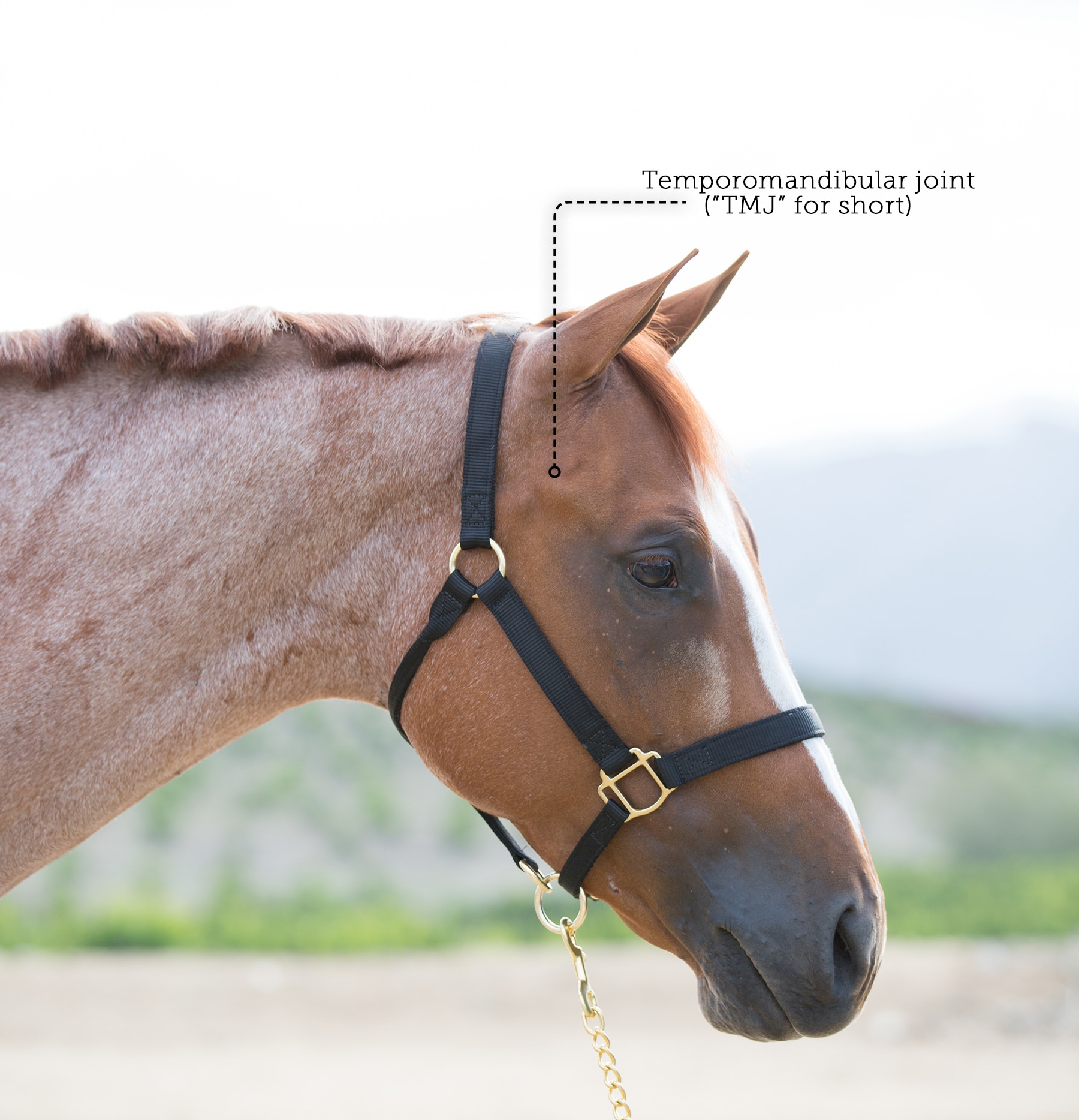 Temporomandibular Joint Tmj Conditions In Horses - 