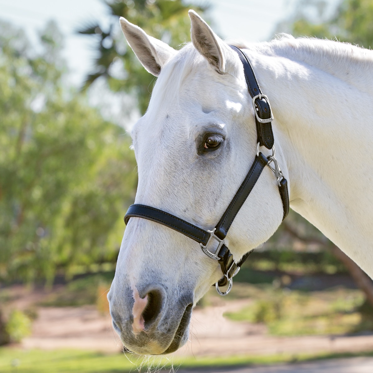 Perri's® 1 Padded Leather Halter with Nameplate