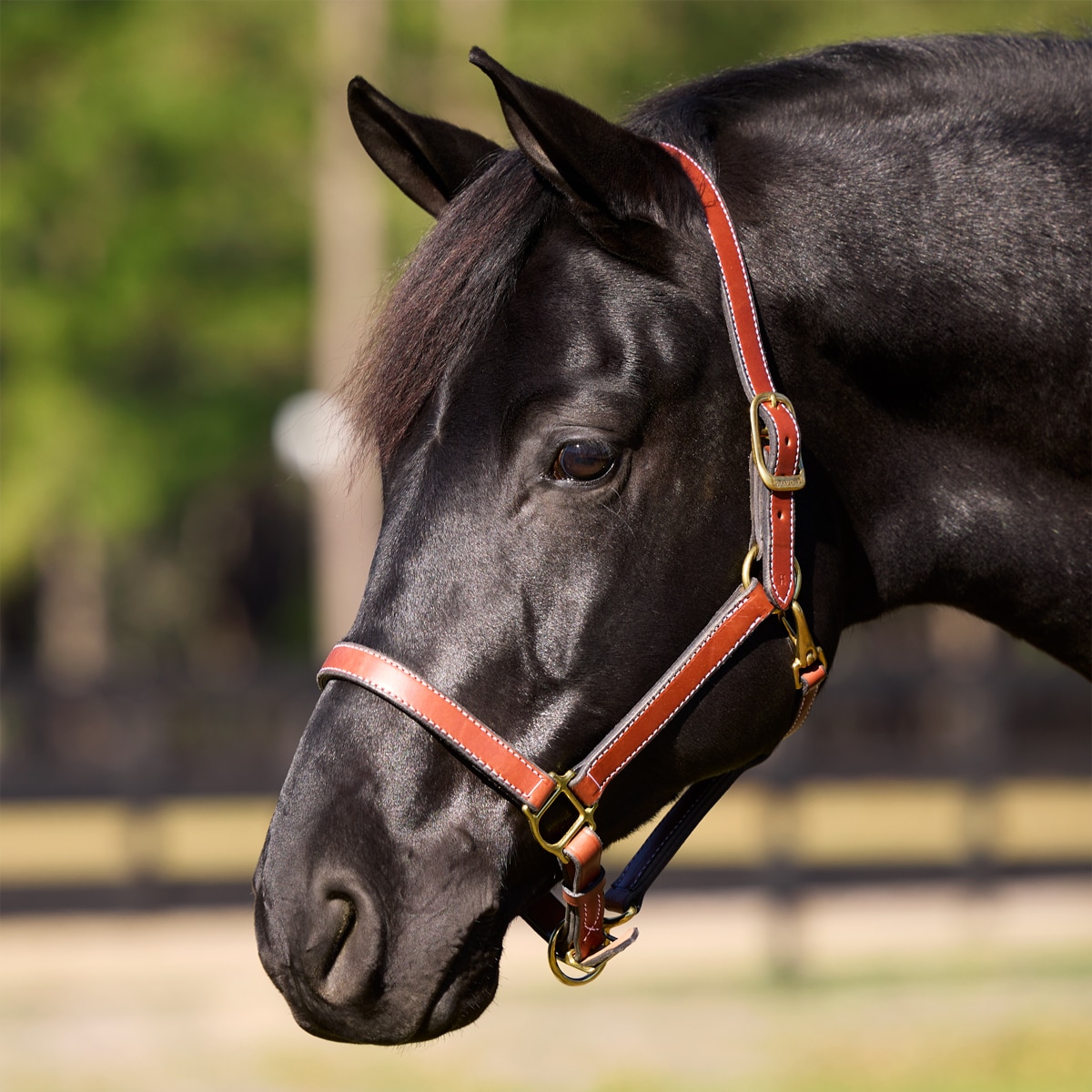 ダーツ DARTSLIVE Special Pack White Horse 2025年最新】ホワイトホース ダーツライブ カードの人気アイテム