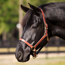 SmartPak Double Stitch Halter