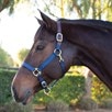 SmartPak Breakaway Halter - 