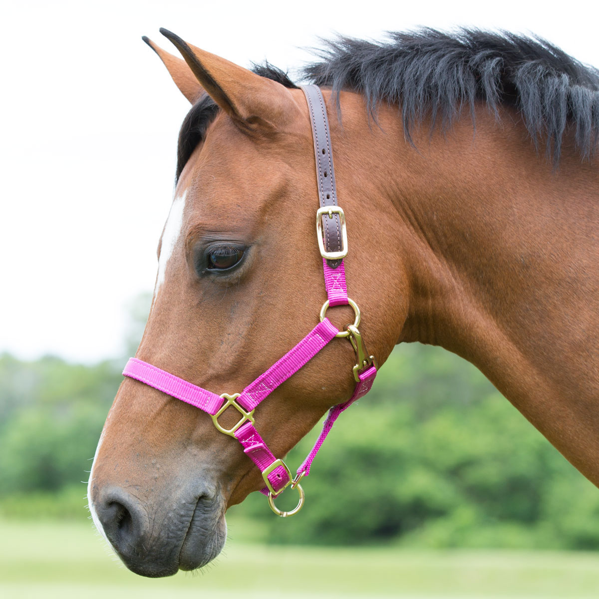 padded breakaway halters for horses