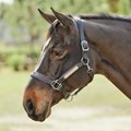SmartPak Soft Padded Leather Halter-Cob-Black/Purple