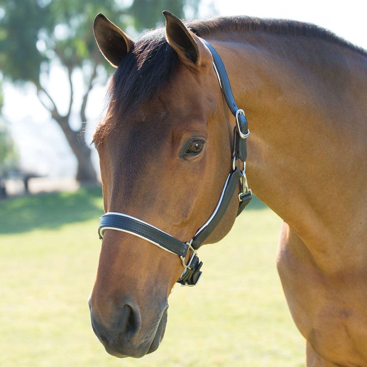 SmartPak Soft Padded Leather Halter