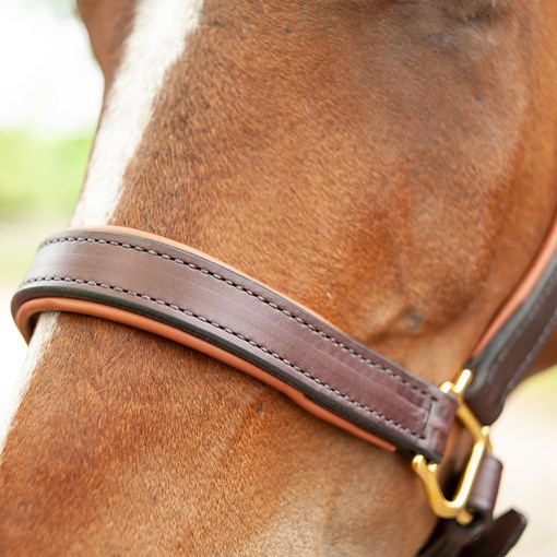 Perri’s® 1 Padded Leather Halter with Nameplate
