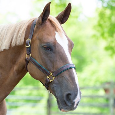SmartPak Soft Padded Leather Halter