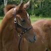 Grow With Me- Foal Halter - 