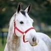 SmartPak Breakaway Halter - 