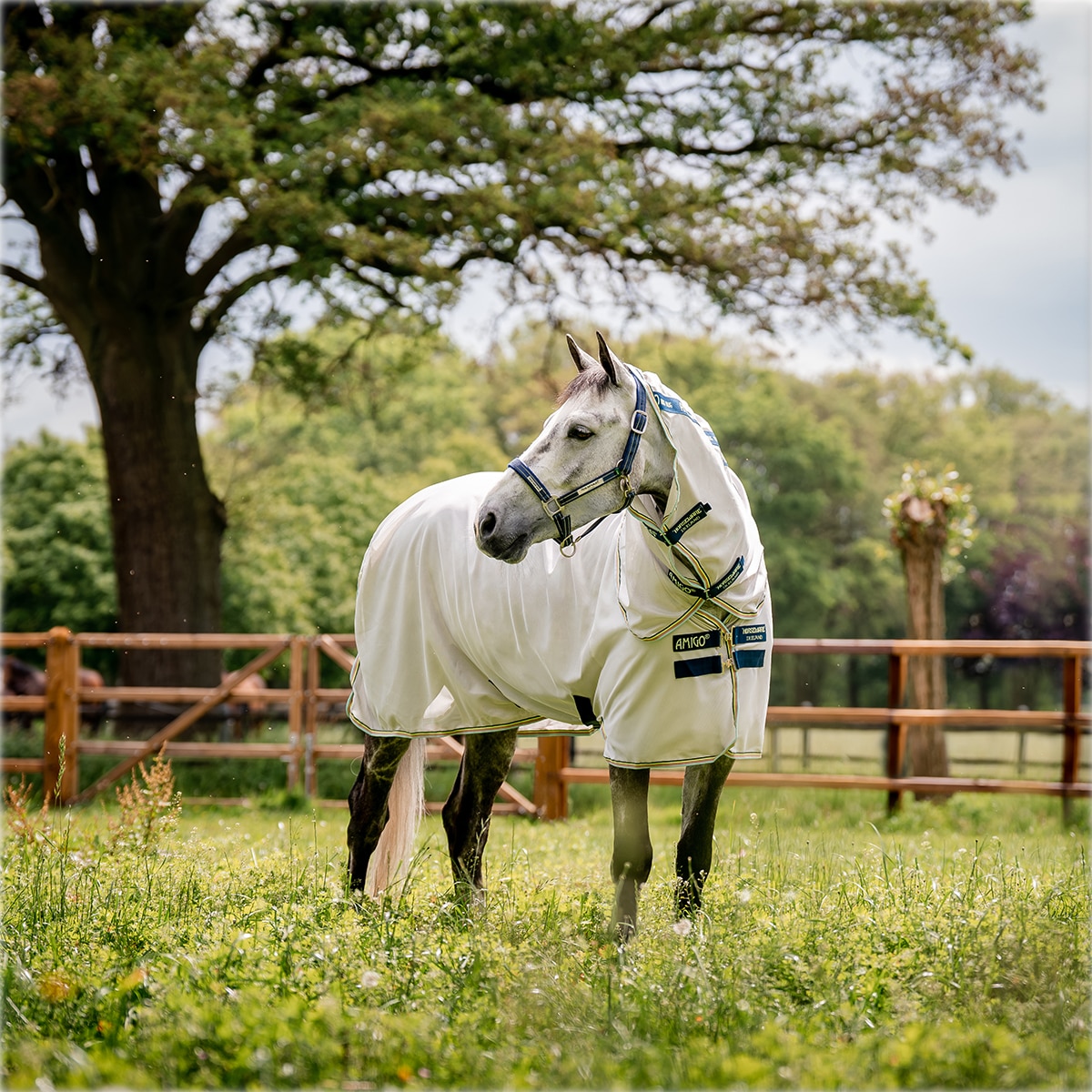 The Best Fly Protection for Horses - Countryside