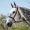 Edgewood Hunter Bridle - 